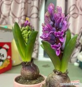 探秘洋葱的花朵和花期 洋葱开花的奇特景象