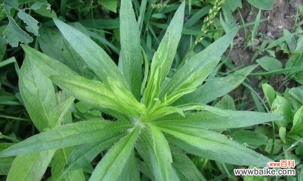 一年蓬的花语传递着坚韧和希望 一年蓬的花语和寓意