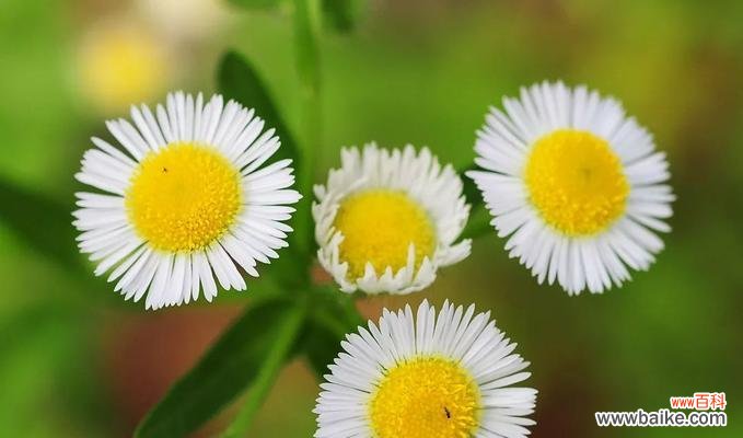 一年蓬的花语传递着坚韧和希望 一年蓬的花语和寓意