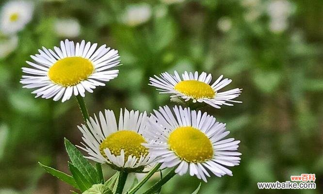一年蓬的花语传递着坚韧和希望 一年蓬的花语和寓意