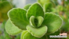 用心感受 以一抹香开花——寻找生活的美好