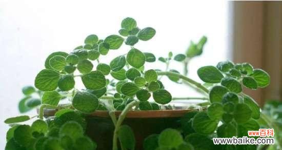 用心感受 以一抹香开花——寻找生活的美好