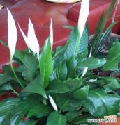 寓意与开花的奇妙相伴 一帆风顺下的盛开之美