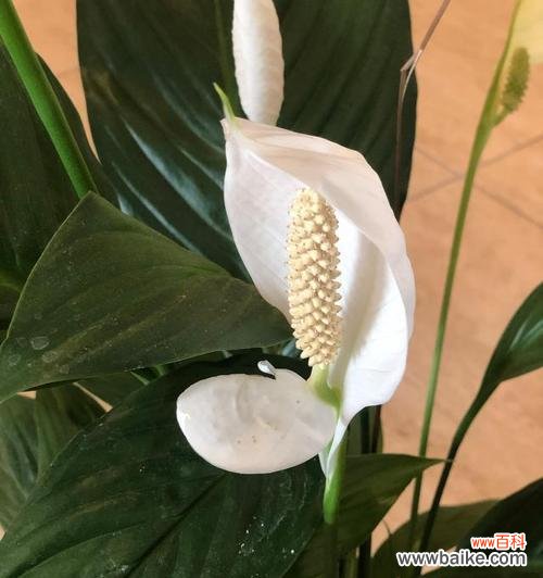 寓意与开花的奇妙相伴 一帆风顺下的盛开之美