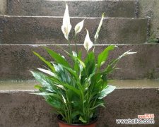 花开顺风 一帆风顺花的象征与寓意