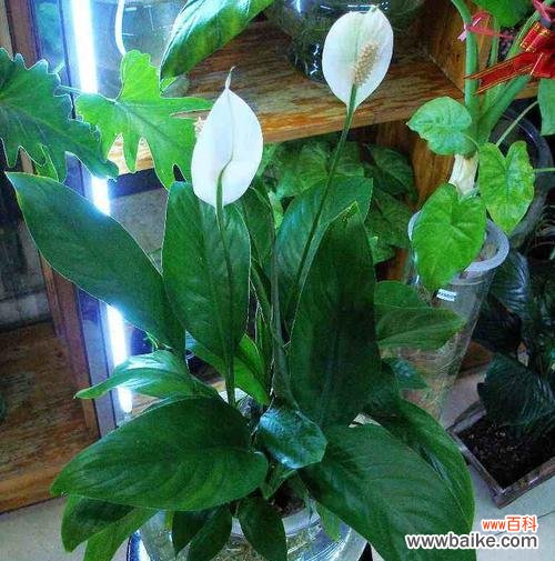 花开顺风 一帆风顺花的象征与寓意