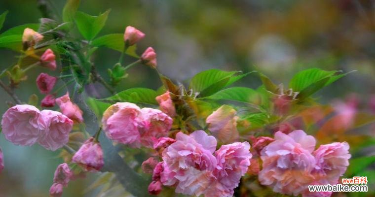 探索樱花的美丽 樱花的象征意义