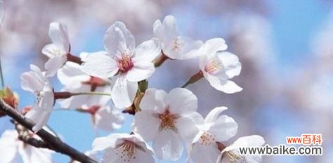 探索樱花的美丽 樱花的象征意义