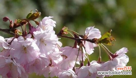 探索樱花的美丽 樱花的象征意义