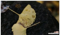 银杏叶的象征意义与文化内涵 银杏叶的象征意义与寓意