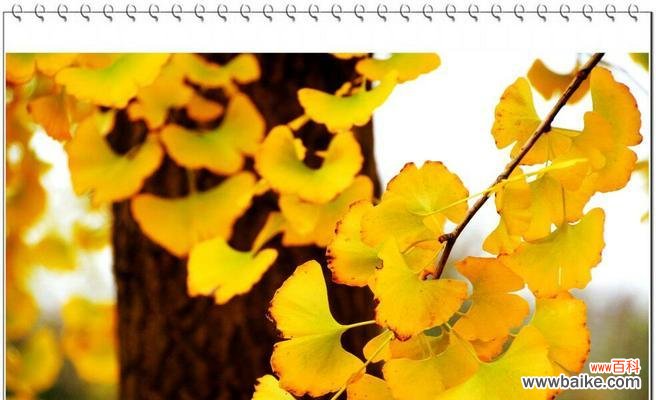 银杏叶的象征意义与文化内涵 银杏叶的象征意义与寓意