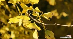 一叶千古情 银杏