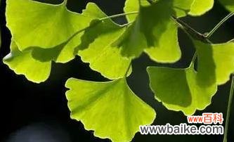 古老而强大的生命力——银杏树 银杏树的象征意义