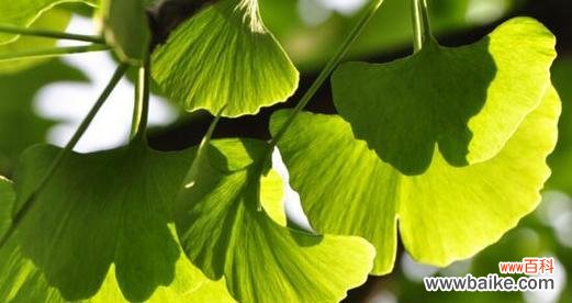 古老而强大的生命力——银杏树 银杏树的象征意义