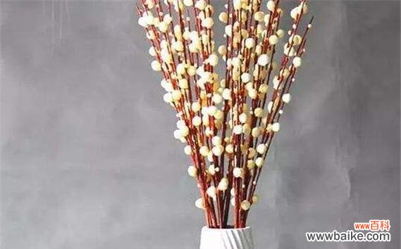 银柳的美丽与意义 银柳的花语与寓意