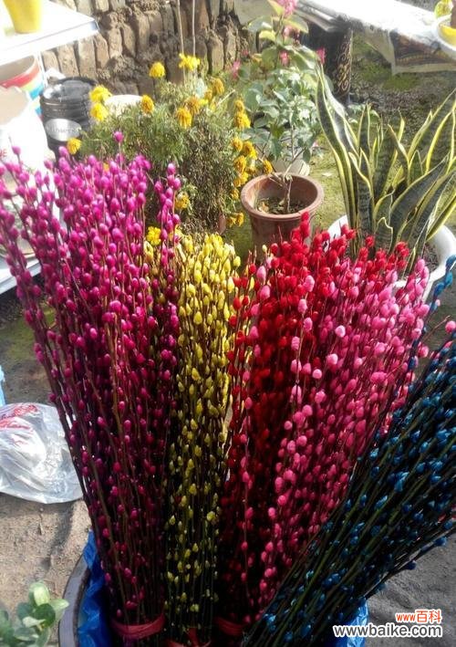 银柳的美丽与意义 银柳的花语与寓意