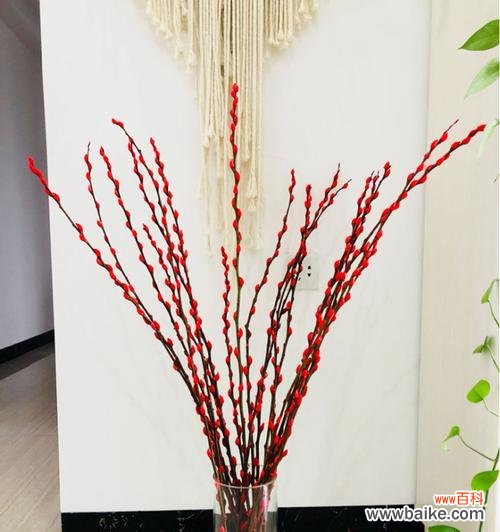 银柳的美丽与意义 银柳的花语与寓意