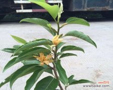 宜宾市花黄桷兰的历史渊源和美丽之处 宜宾市花黄桷兰的象征意义及其文化价值