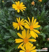 探寻花语中的重逢之意 花语是重逢——以有什么花的花语是重逢的花为主题的文章