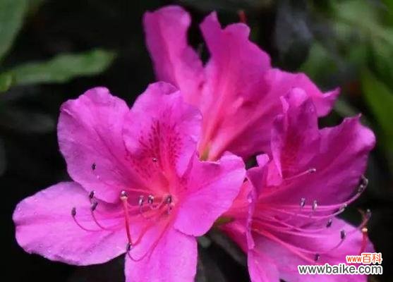 探寻花语 花开花语，映照你的心