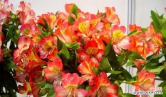 探寻花语 花开花语，映照你的心