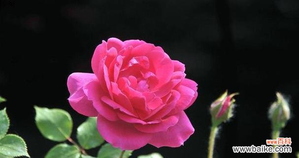 以爱之花为主题 花之爱语