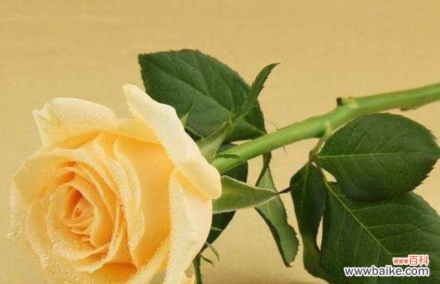 以爱之花为主题 花之爱语