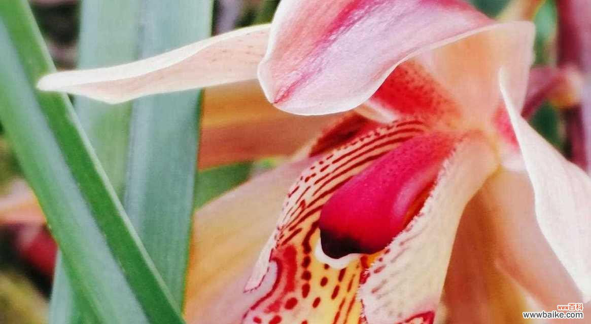 传达希望与美丽的春兰 春兰的花语与象征意义