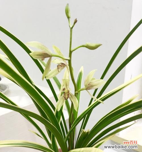 传达希望与美丽的春兰 春兰的花语与象征意义