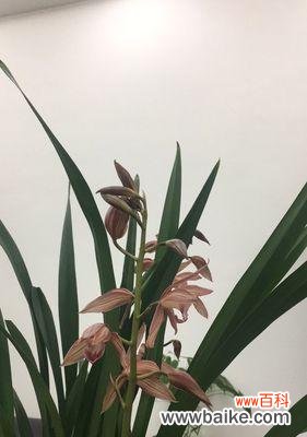 揭示春兰花语的神秘之美 春兰花语的寓意与传承