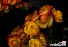 探寻橙色海棠花的花语与意义 橙色海棠花语