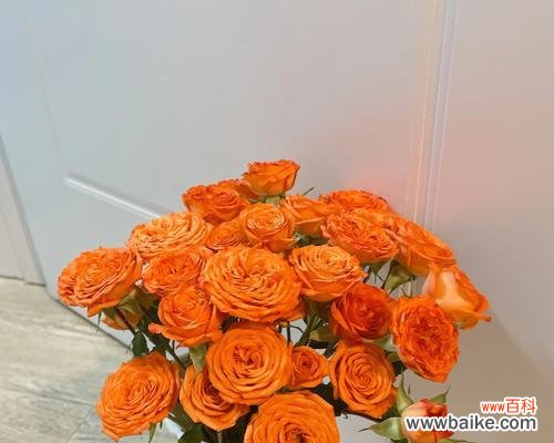 橙色玫瑰的花语及其象征意义 橙色玫瑰