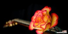 橙色玫瑰的花语及其象征意义 橙色玫瑰