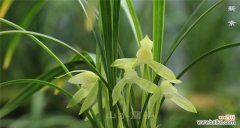 揭示春兰花的美丽和寓意 春兰花的象征与意义