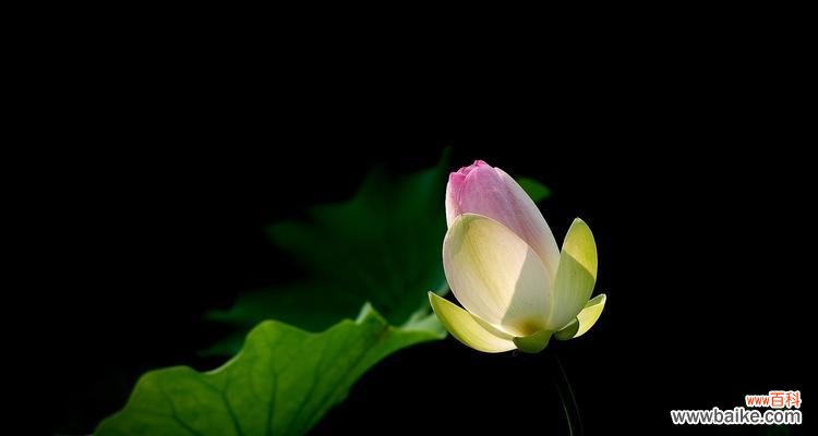 探索荷花背后的文化内涵 窗前荷花的美丽与意义