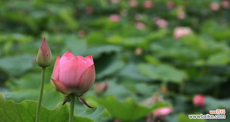 探索荷花背后的文化内涵 窗前荷花的美丽与意义
