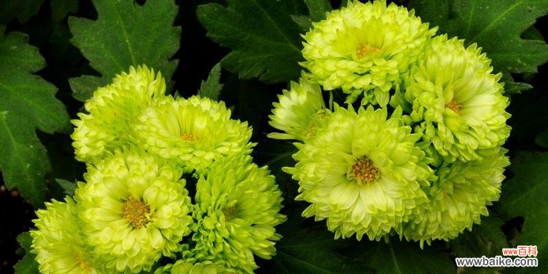 一朵翠菊的花语和文化内涵 翠菊之美