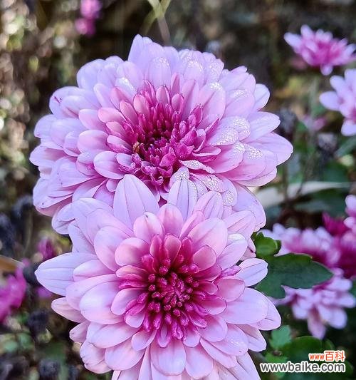 一朵翠菊的花语和文化内涵 翠菊之美