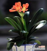 探寻大花君子兰的花语和象征意义 大花君子兰的花语和寓意