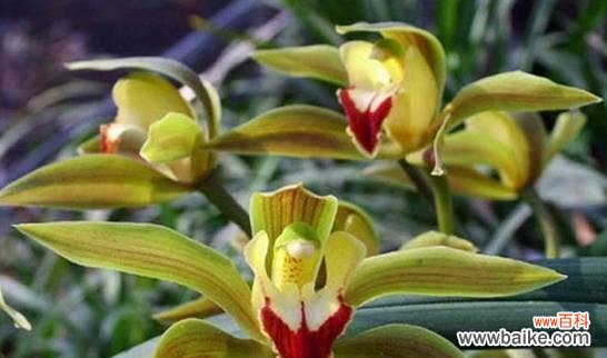 探寻大花蕙兰花语的深层含义 大花蕙兰