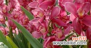 探寻大花蕙兰花语的深层含义 大花蕙兰