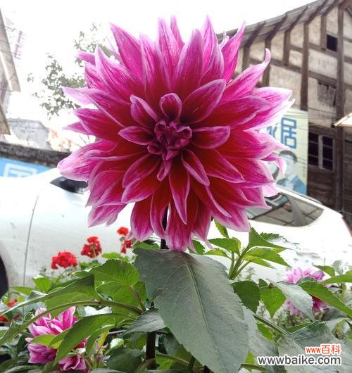 用花语解读大丽菊的深意 大丽菊花语及其寓意解读