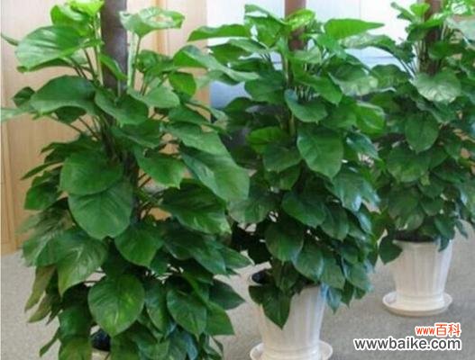 绿色希望 大绿萝的寓意与风水