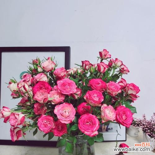 唤起爱情的渴望 大桃红玫瑰的寓意与象征——爱与繁荣