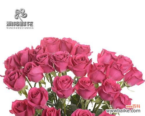 唤起爱情的渴望 大桃红玫瑰的寓意与象征——爱与繁荣