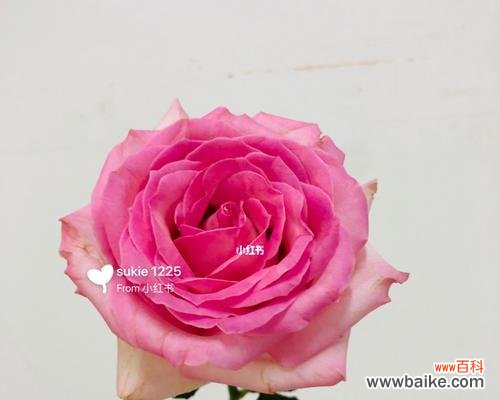 唤起爱情的渴望 大桃红玫瑰的寓意与象征——爱与繁荣