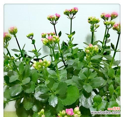 长寿桃花绽放生命之美 寿花的美丽与意义