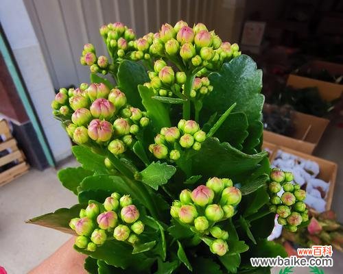 长寿桃花绽放生命之美 寿花的美丽与意义