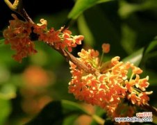 探索丹桂花语的奇妙世界 丹桂花语的美丽与寓意