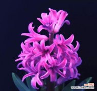 花开花落中的柔美宣言 淡紫色风信子花语